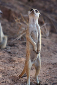 meerkat