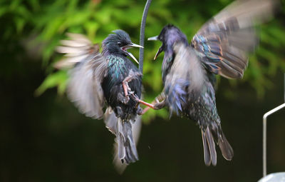 Close-up of birds flying