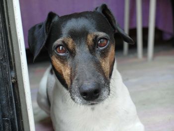 Close-up portrait of dog