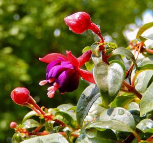 Close-up of pink flower buds on plant