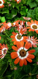 High angle view of orange flowering plants