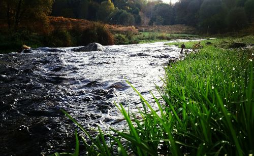 Scenic view of river flowing in forest