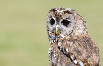 Close-up portrait of a bird