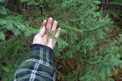 Close-up of woman hand on tree