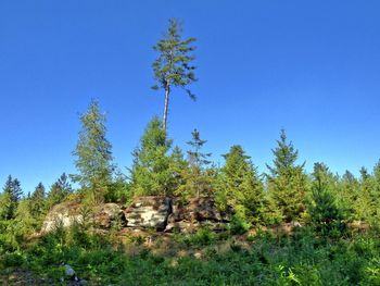 Low angle view of trees against clear blue sky