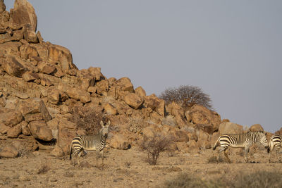 A group of zebras walks at the end of the day in the namibian desert