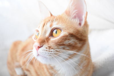 Close-up of a cat looking away