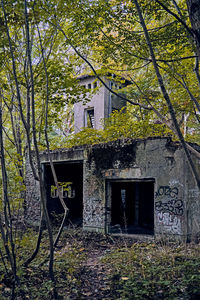 Plants growing on old building in forest