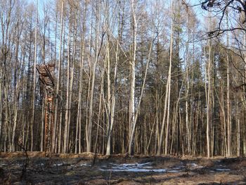 View of bare trees in forest