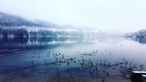 View of birds in lake during winter