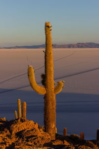 Cactus plant in desert against sky