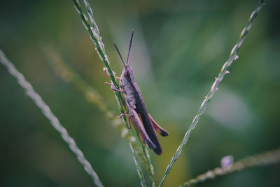 Close-up of insect on plant