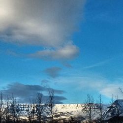 Low angle view of bare trees against blue sky