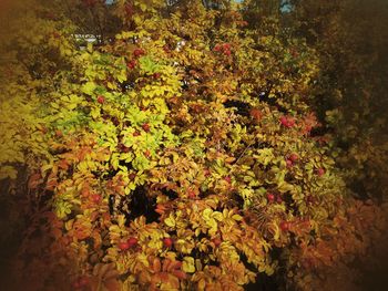 Leaves on tree branch