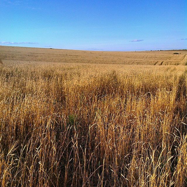 field, rural scene, clear sky, agriculture, landscape, tranquility, tranquil scene, crop, growth, farm, grass, blue, cereal plant, nature, beauty in nature, scenics, plant, copy space, wheat, horizon over land