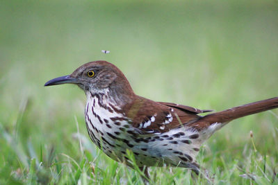 Close-up of bird perching on grass