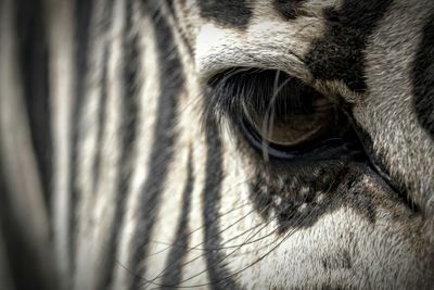 Cropped image of zebra eye