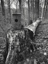 Trees in forest