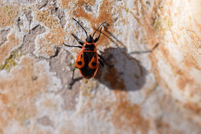 Close-up of butterfly on rock