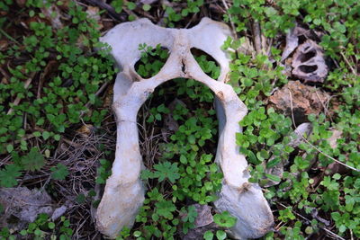 Close-up of plants