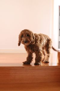 Puppy sitting on floor at home