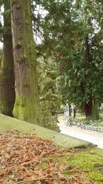 Trees in park