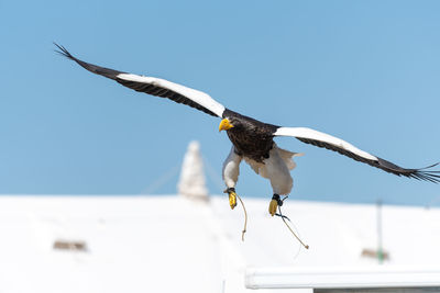 Close up of a stellers sea eagle flying in a falconry demonstration.