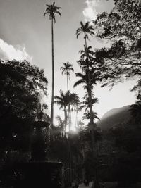 Low angle view of coconut palm trees against sky