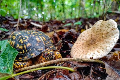 Close-up of turtle on field