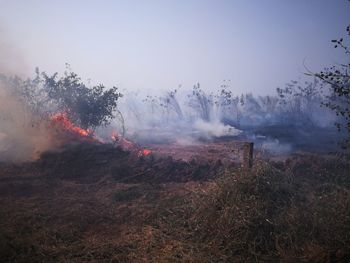 Panoramic view of trees on field against sky