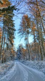 Road amidst trees against sky during winter