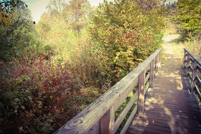 Wooden footbridge amidst trees in park