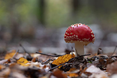 Close-up of mushroom growing on field