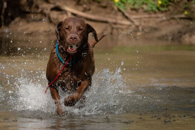 Dog running in water