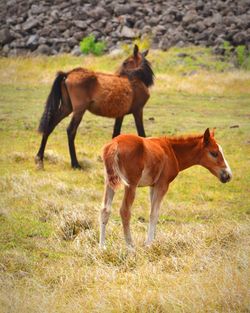 Horses standing on field