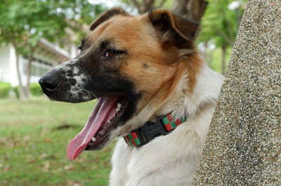 Close-up of dog looking away