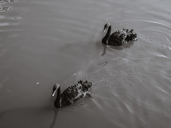 High angle view of bird swimming in sea