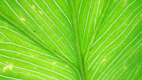 Full frame shot of palm leaf