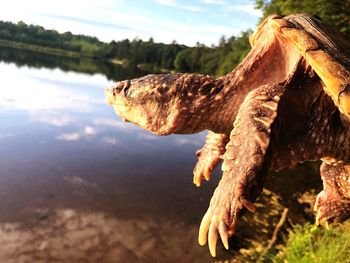 Close-up of driftwood on beach