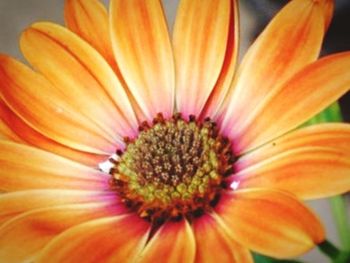 Close-up of yellow flower