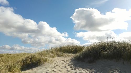 Scenic view of tall grass growing on beach