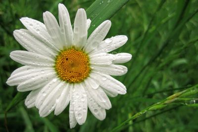 Close-up of white daisy flower