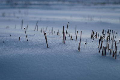 Close-up of wooden posts in sea