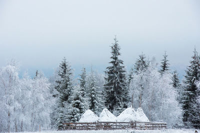 Snow covered pine trees against sky