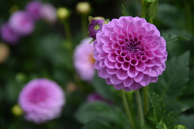 Close-up of pink dahlia flower in park