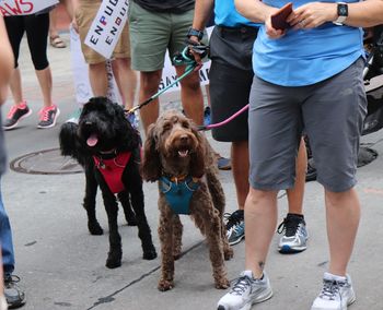 Low section of people with dogs