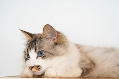 Close-up of a cat looking away over white background