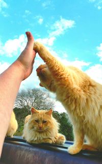 Cropped image of person high-fiving with cat