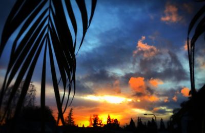 Low angle view of palm trees at sunset