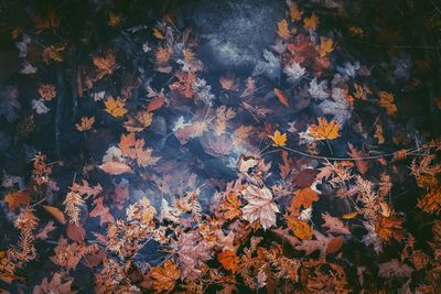 High angle view of maple leaves on tree during autumn